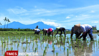 hujan-musim-kemarau,-petani-banyuwangi-diminta-perbaiki-drainase-dan-atur-pola-tanam-–-times-banyuwangi