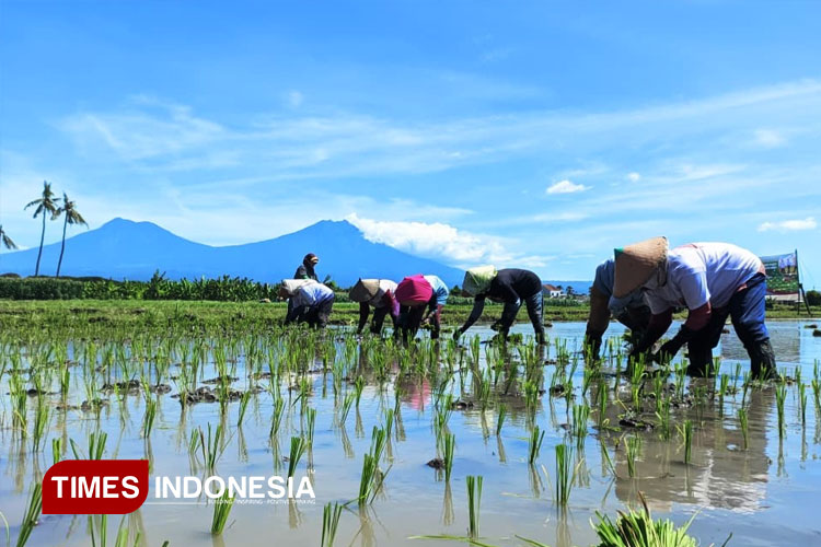 hujan-musim-kemarau,-petani-banyuwangi-diminta-perbaiki-drainase-dan-atur-pola-tanam-–-times-banyuwangi