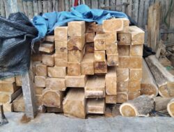 Tim Gabungan Amankan Ratusan Batang Kayu Jati Diduga Ilegal