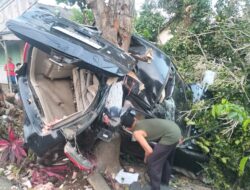Mobil Avanza Tabrak Pohon Nangka Hingga Ringsek di Kecamatan Siliragung, Begini Kronologinya