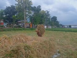 Combine Harvest vs Panen Manual: Petani Banyuwangi Pilih Berdayakan Tetangga