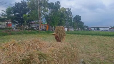 combine-harvest-vs-panen-manual:-petani-banyuwangi-pilih-berdayakan-tetangga