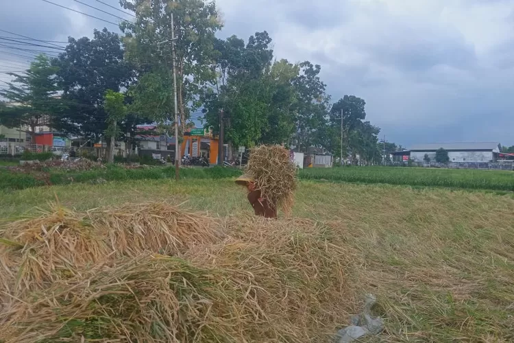 combine-harvest-vs-panen-manual:-petani-banyuwangi-pilih-berdayakan-tetangga