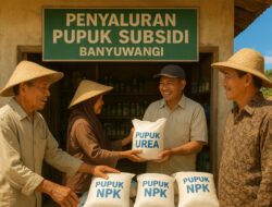 Serapan Pupuk Subsidi Tinggi, Banyuwangi Bidik Produksi Padi Lebih Melimpah – TIMES Banyuwangi