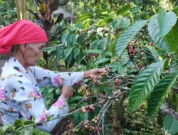 Petani Kopi Rakyat Di Banyuwangi Panen Raya, Produksi Meningkat dan Harga Naik