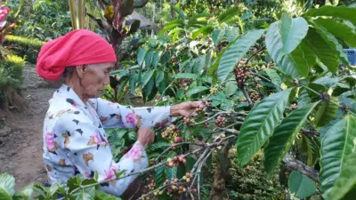 petani-kopi-rakyat-di-banyuwangi-panen-raya,-produksi-meningkat-dan-harga-naik