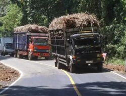 Jalur Gumitir Resmi Dibuka! Truk Logistik dan Kendaraan Besar Mulai Memadati Jalan Baru