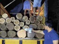 Angkut Puluhan Gelondong Kayu Jati Ilegal, Sopir Truk di Banyuwangi Ditangkap Polisi