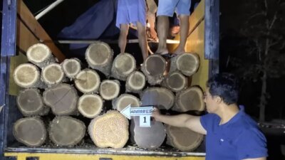 angkut-puluhan-gelondong-kayu-jati-ilegal,-sopir-truk-di-banyuwangi-ditangkap-polisi