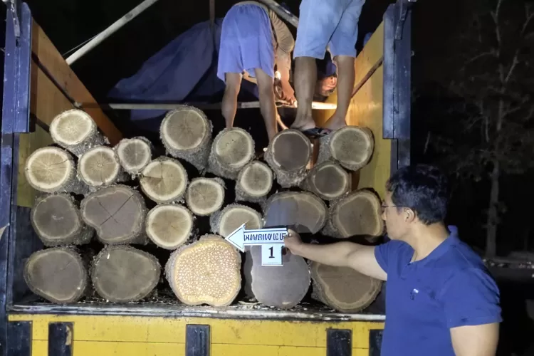 angkut-puluhan-gelondong-kayu-jati-ilegal,-sopir-truk-di-banyuwangi-ditangkap-polisi