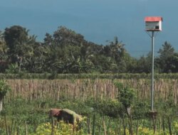 Petani Glenmore Kerahkan Burung Hantu Lawan Tikus, Satu Ekor Bisa Habisi 10 Hama per Hari!