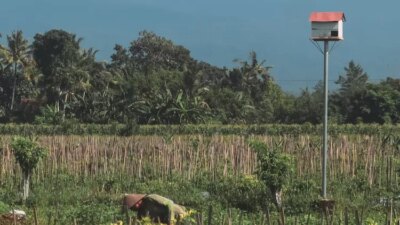 petani-glenmore-kerahkan-burung-hantu-lawan-tikus,-satu-ekor-bisa-habisi-10-hama-per-hari!