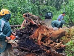 Hujan Deras Tumbangkan Pohon Raksasa di Jalan Sukamade Banyuwangi, Warga Gercep Evakuasi