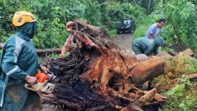 hujan-deras-tumbangkan-pohon-raksasa-di-jalan-sukamade-banyuwangi,-warga-gercep-evakuasi