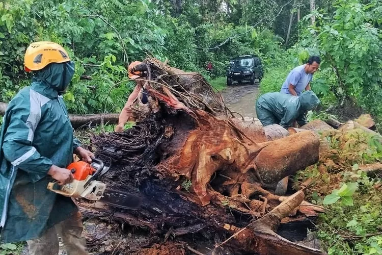 hujan-deras-tumbangkan-pohon-raksasa-di-jalan-sukamade-banyuwangi,-warga-gercep-evakuasi