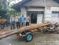Wow, Polhutmob KPH Banyuwangi Selatan Amankan 38 Batang Kayu Jati Ilegal