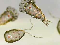 India Memerangi Penyakit Amuba Pemakan Otak, 19 Orang Meninggal – TIMES Banyuwangi