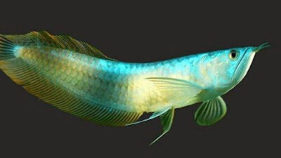 eksotisme-arwana,-ikan-air-tawar-purba-yang-nyaris-punah-–-times-banyuwangi