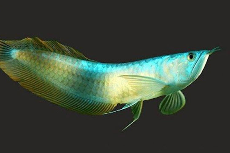 eksotisme-arwana,-ikan-air-tawar-purba-yang-nyaris-punah-–-times-banyuwangi