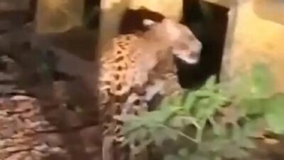 macan-jawa-terekam-kamera-di-alas-purwo-banyuwangi,-bukti-hutan-mistis-ini-masih-terjaga