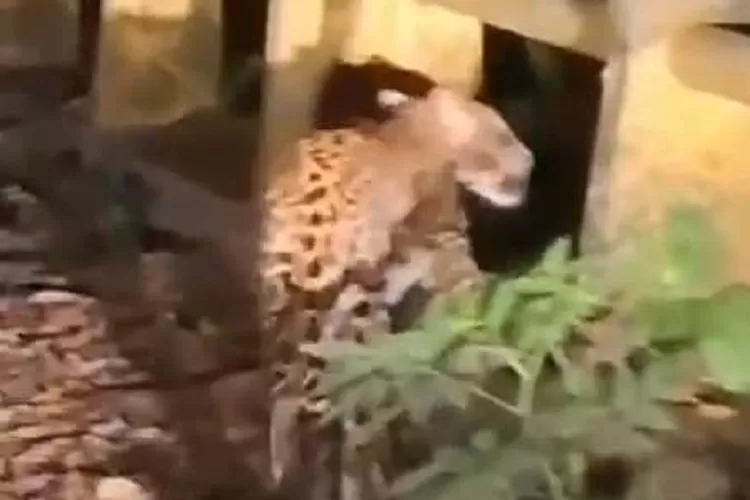 macan-jawa-terekam-kamera-di-alas-purwo-banyuwangi,-bukti-hutan-mistis-ini-masih-terjaga