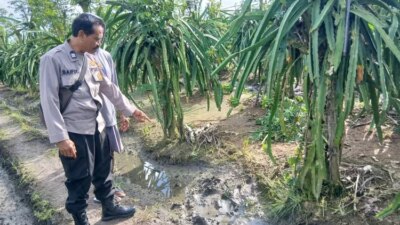 diduga-tersengat-listrik, pria-di-banyuwangi-ditemukan-tewas-di-kebun-buah-naga-grajagan