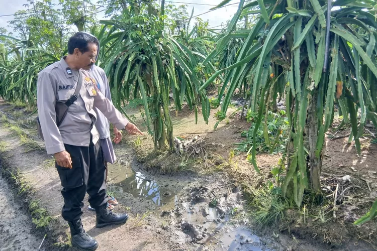 diduga-tersengat-listrik, pria-di-banyuwangi-ditemukan-tewas-di-kebun-buah-naga-grajagan
