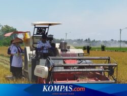 Cerita Petani di Banyuwangi, Kerja Serabutan demi Tutupi Hasil Panen yang Gagal