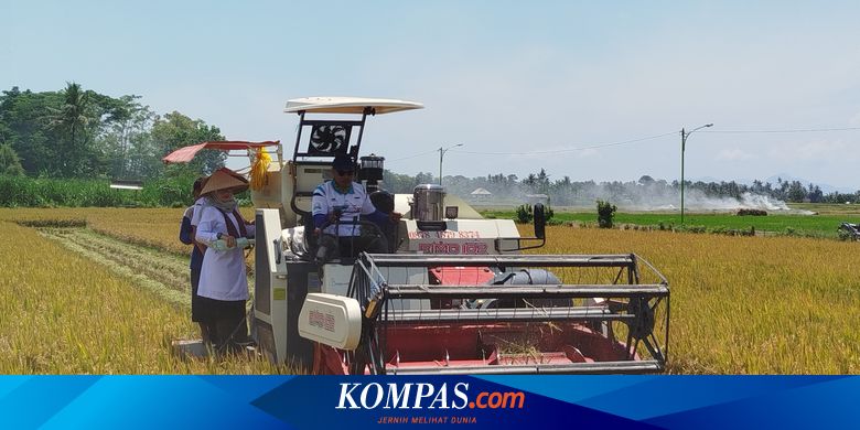 cerita-petani-di-banyuwangi,-kerja-serabutan-demi-tutupi-hasil-panen-yang-gagal