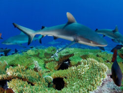 Bahaya Makan Ikan Hiu, Sebabkan Keracunan hingga Kerusakan Ginjal – TIMES Banyuwangi