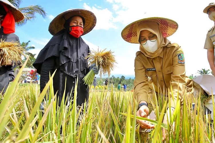 perbup-inovasi-banyuwangi-2025-resmi!-ada-rujak-dulit,-bakso-kesat,-hingga-tombo-waras