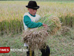 Panen Gadu Dimulai, Bulog Janji Lindungi Petani dan Jaga Harga Gabah – TIMES Banyuwangi