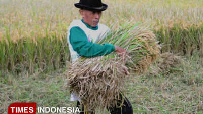 panen-gadu-dimulai,-bulog-janji-lindungi-petani-dan-jaga-harga-gabah-–-times-banyuwangi