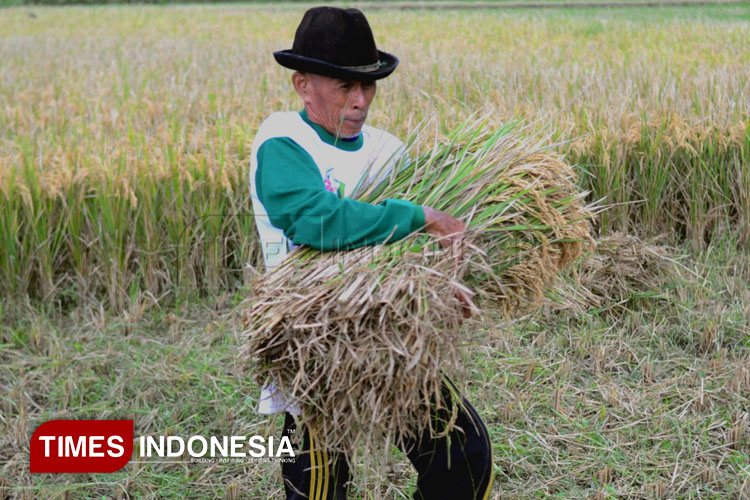panen-gadu-dimulai,-bulog-janji-lindungi-petani-dan-jaga-harga-gabah-–-times-banyuwangi
