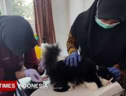 Banyuwangi Targetkan Daerah Bebas Rabies Lewat Vaksinasi Massal – TIMES Banyuwangi