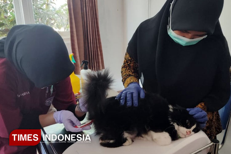 banyuwangi-targetkan-daerah-bebas-rabies-lewat-vaksinasi-massal-–-times-banyuwangi