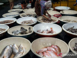 Dokter Gizi: Kekurangan Protein Picu Stunting, Kelebihan Ganggu Ginjal – TIMES Banyuwangi