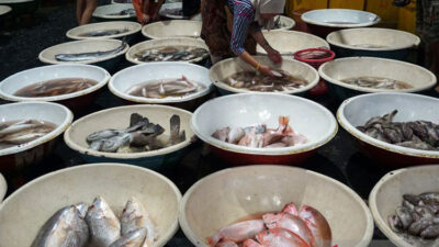dokter-gizi:-kekurangan-protein-picu-stunting,-kelebihan-ganggu-ginjal-–-times-banyuwangi
