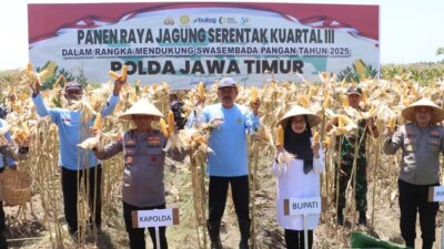 kapolda-jatim-panen-jagung-di-banyuwangi,-lahan-433-hektare-produksinya-mencapai-1.445-ton