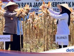 Dukung Ketahanan Pangan, Pemkab Banyuwangi Panen Jagung 1.445 Ton
