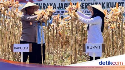 dukung-ketahanan-pangan,-pemkab-banyuwangi-panen-jagung-1.445-ton
