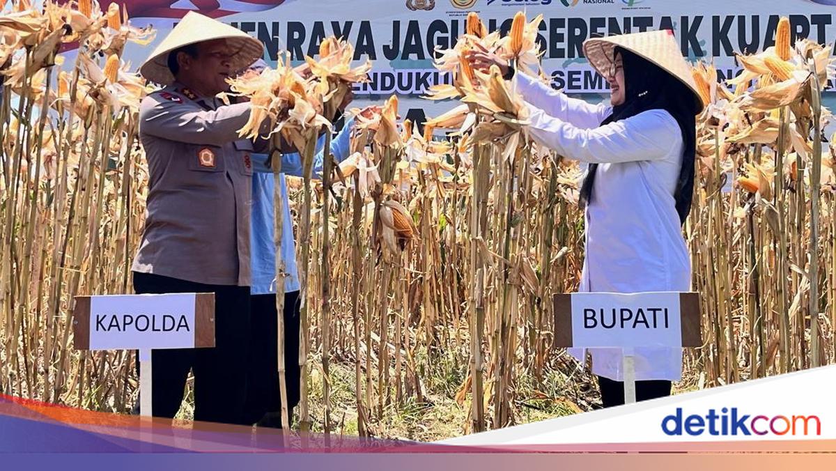 dukung-ketahanan-pangan,-pemkab-banyuwangi-panen-jagung-1.445-ton