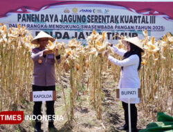 Dukung Swasembada Pangan Nasional, Kapolda dan Bupati Ipuk Panen Raya Jagung di Banyuwangi – TIMES Banyuwangi