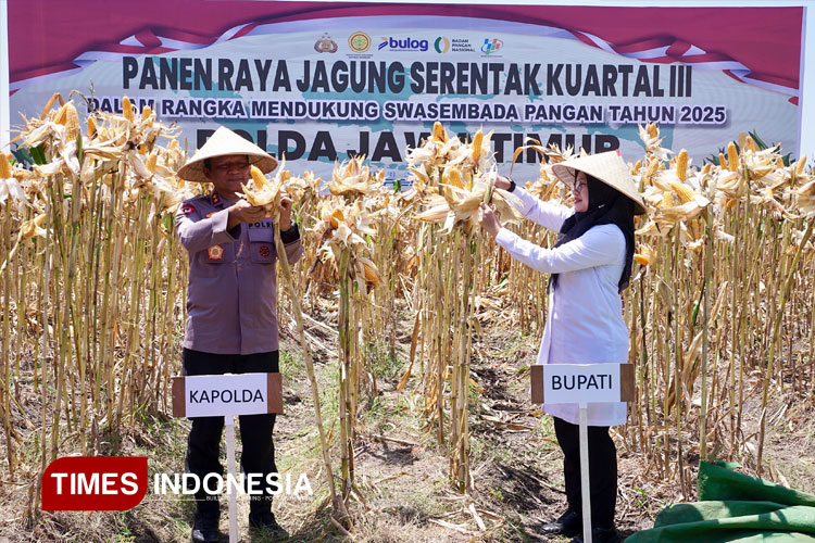 dukung-swasembada-pangan-nasional,-kapolda-dan-bupati-ipuk-panen-raya-jagung-di-banyuwangi-–-times-banyuwangi