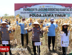 Panen Raya 1.445 Ton Jagung di Banyuwangi Dikawal Kapolda Jatim – TIMES Banyuwangi