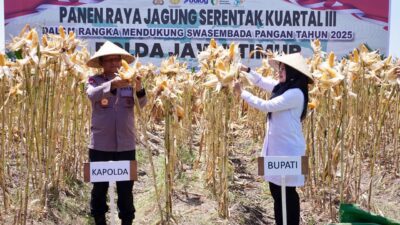 surplus-pangan-terjaga,-kapolda-dan-bupati-ipuk-panen-jagung-serentak-di-banyuwangi
