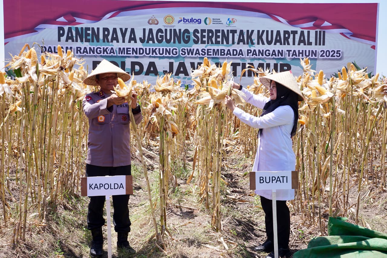 surplus-pangan-terjaga,-kapolda-dan-bupati-ipuk-panen-jagung-serentak-di-banyuwangi