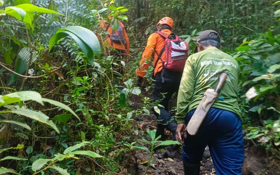 diduga-tersesat,-pencari-sayur-pakis-di-banyuwangi-hilang-di-hutan-rowo-glagah