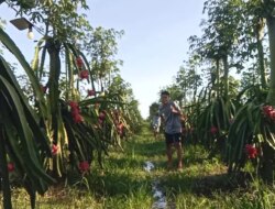 Pas Harga Buah Naga Lagi Bagus, Petani di Banyuwangi Hanya Melongo Tak Punya Panen