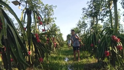 pas-harga-buah-naga-lagi-bagus,-petani-di-banyuwangi-hanya-melongo-tak-punya-panen